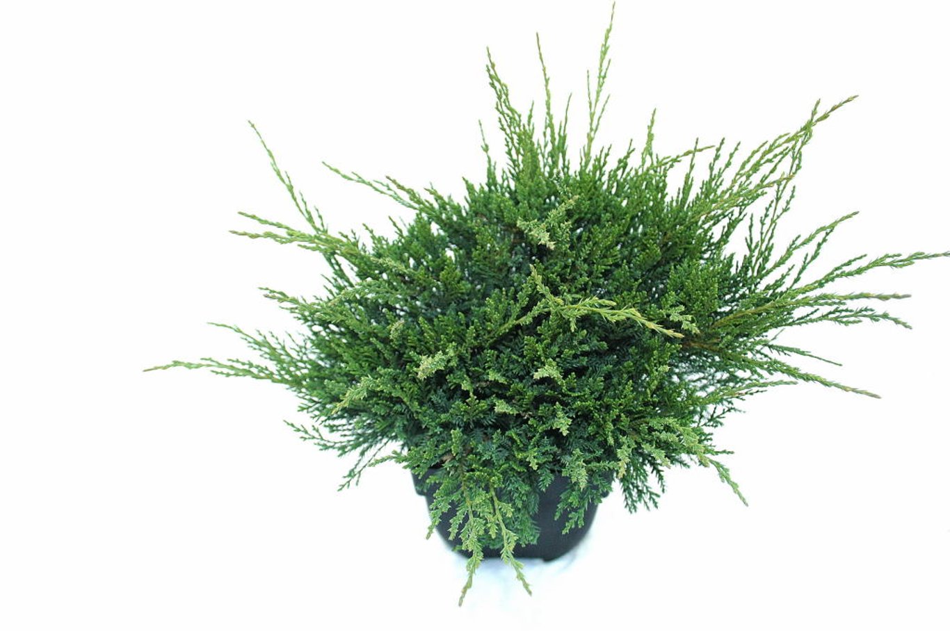 Juniperus pf. 'Mint Julep' - C2